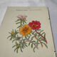 Planche Botanique Gravure naturaliste ancienne 19eme recto verso