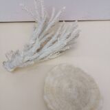 Corail coraux