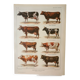 Old engraving 1922, Cow and Cattle, cattle breeds, beef • Lithograph, Original plate