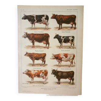 Gravure ancienne 1922, Vache et Bovin, races bovines, boeuf • Lithographie, Planche originale