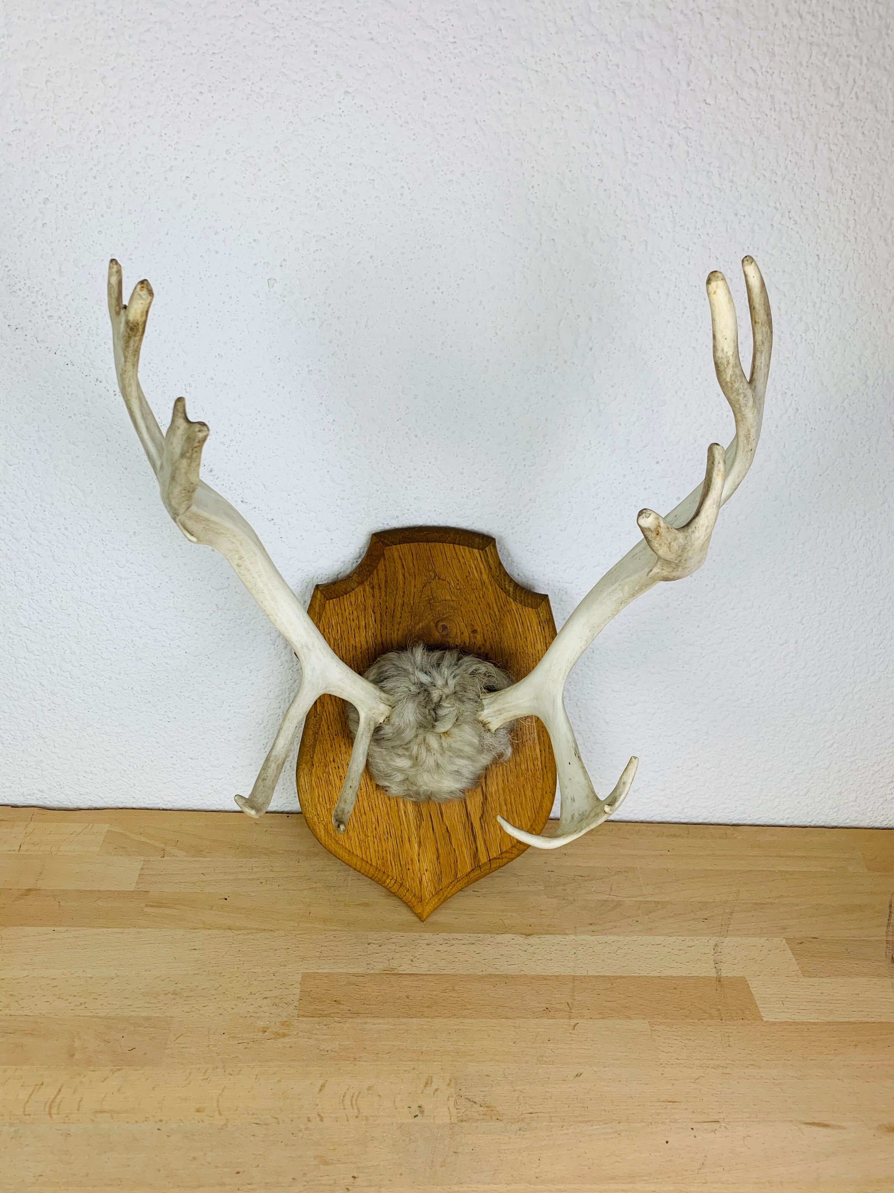 Reindeer trophy on wooden crest