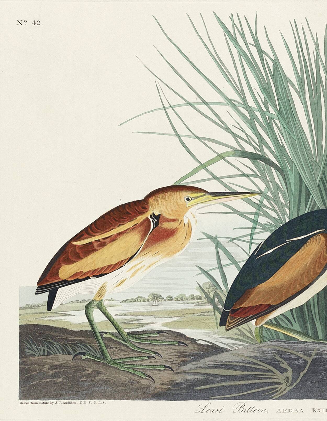 Poster about the Little Bittern, based on an old engraving from 1827.