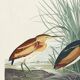 Poster about the Little Bittern, based on an old engraving from 1827.