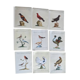 9 Bird Illustrations