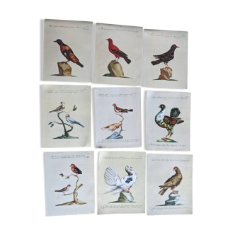 9 Illustrations d oiseaux