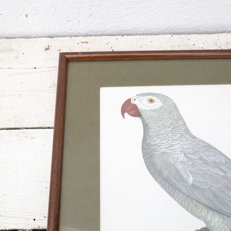 Engraving the ashy parrot of jacques barraband