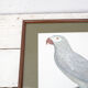 Engraving the ashy parrot of jacques barraband