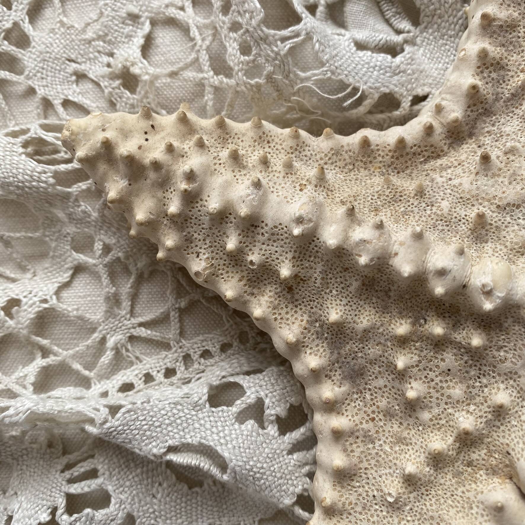 Large natural knotted starfish
