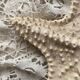 Large natural knotted starfish