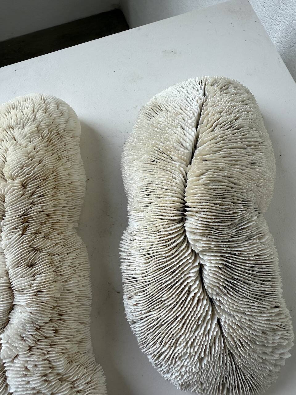 Pair of Fungia "shark cushion" corals