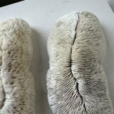 Pair of Fungia "shark cushion" corals