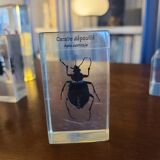 Insects under vintage resin