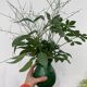 Vallauris 1950 Jordan Foucard vase in green ceramic