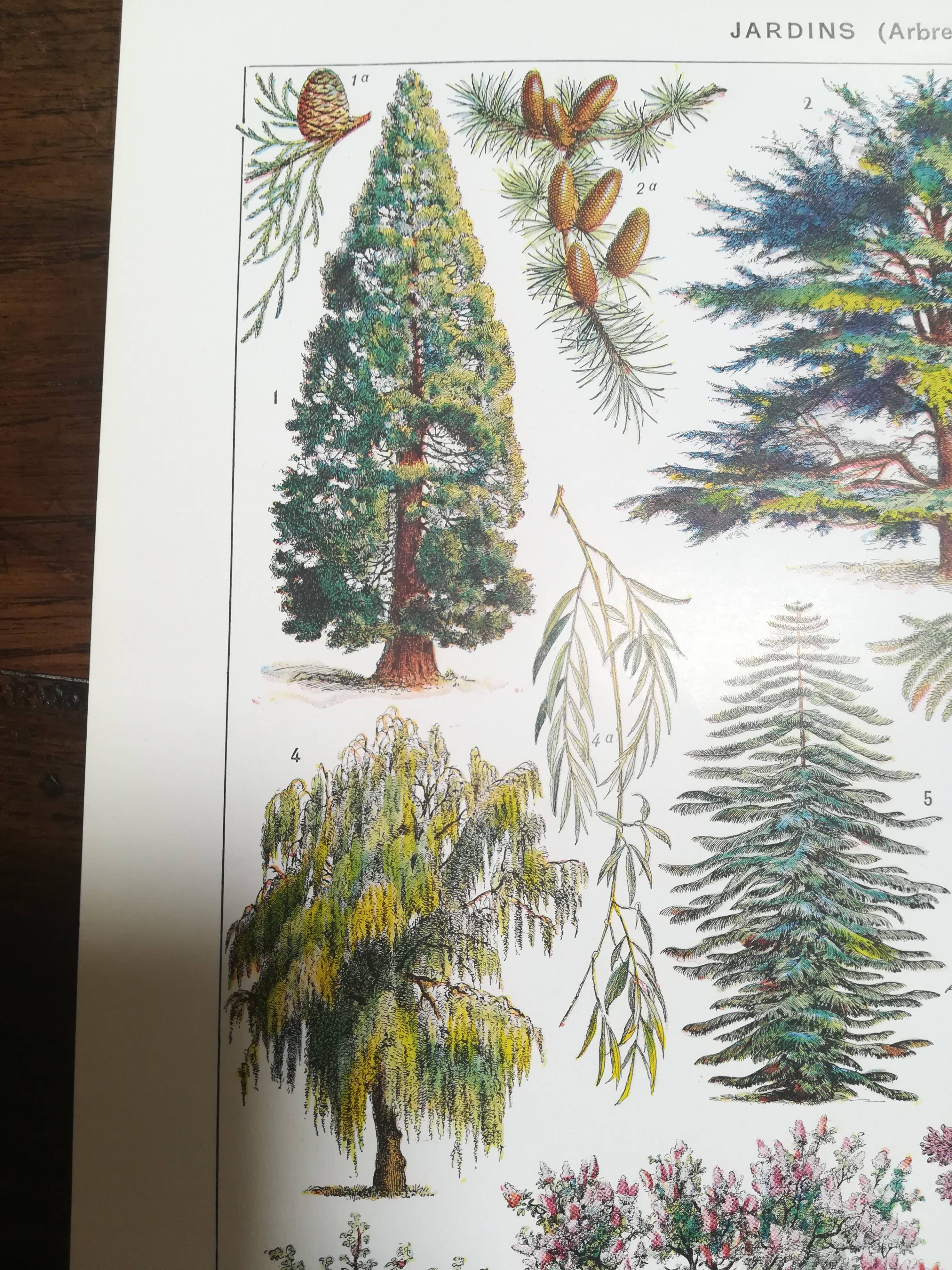 Lithograph on garden trees "cedar"