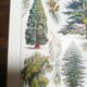 Lithograph on garden trees "cedar"