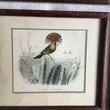 9 old ornithological engravings