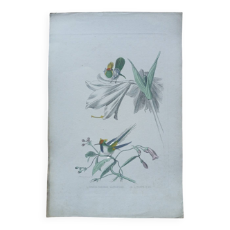 Poster - 19th century zoological engraving - magnificent hummingbird