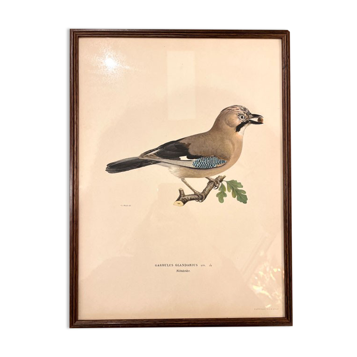 Old board framed under glass, bird