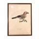 Old board framed under glass, bird