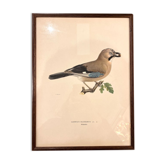 Old board framed under glass, bird