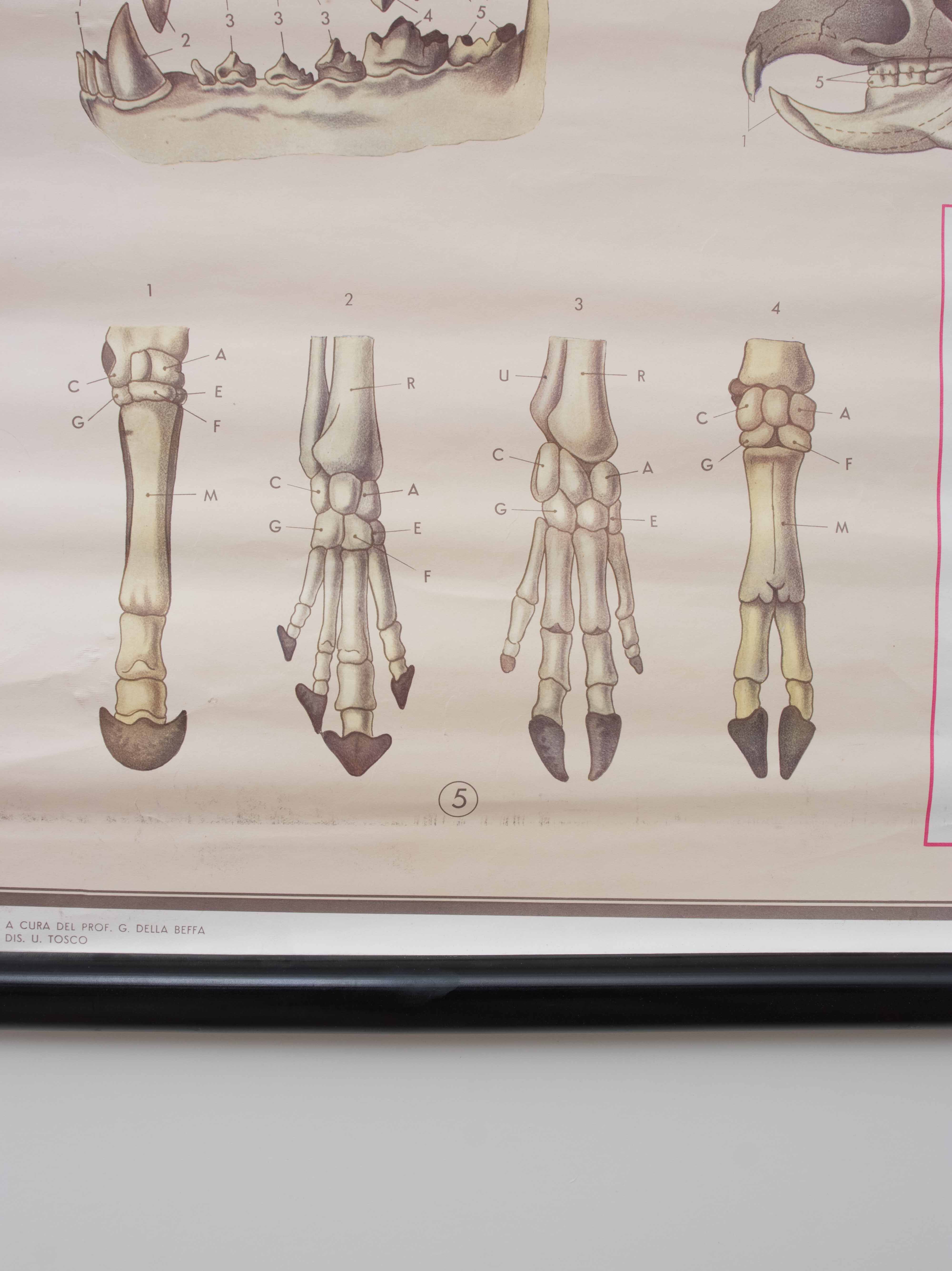Vintage educational chart