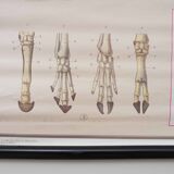 Vintage educational chart