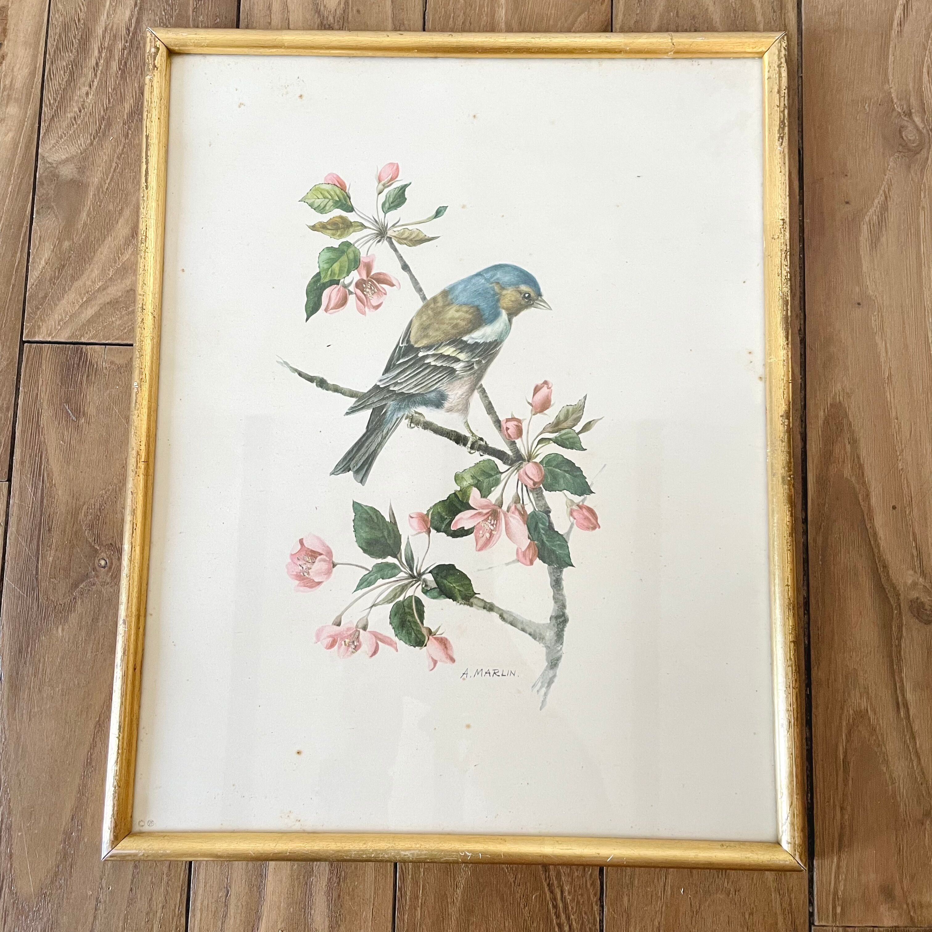Lot of two illustration bird by To. Spearfish
