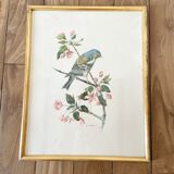 Lot de deux illustration oiseau par À. Marlin