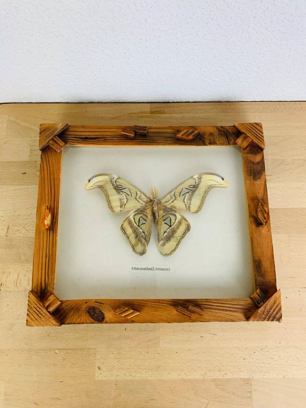 Framed taxidermy butterfly Attacus Atlas, vintage