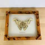 Framed taxidermy butterfly Attacus Atlas, vintage