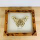 Framed taxidermy butterfly Attacus Atlas, vintage