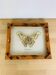 Cadre papillon naturalisé Attacus Atlas, vintage