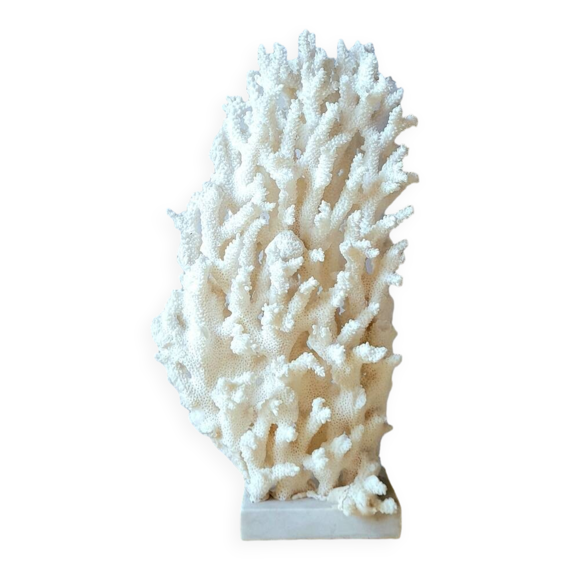 Antique white coral on marble base