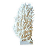 Antique white coral on marble base