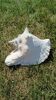Conch marine white with a slight pink hue.