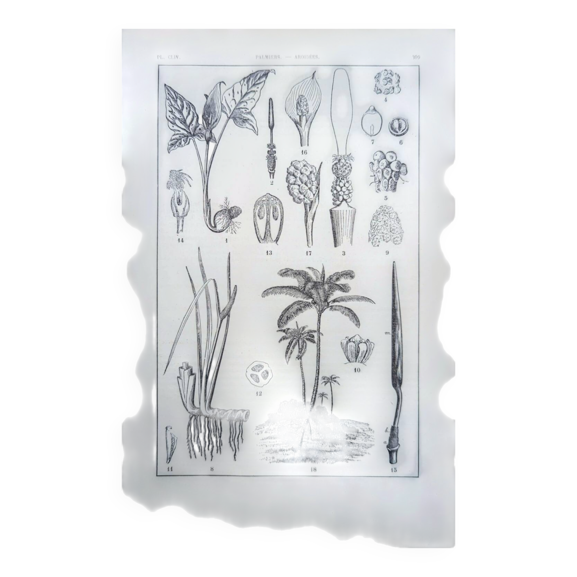 Printed in 1889, Palms and Aroideae. Old botanical plate.