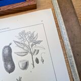 Imprimée en 1889, les légumineuses. Planche botanique ancienne.