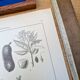 Printed in 1889, legumes. Antique botanical plate.