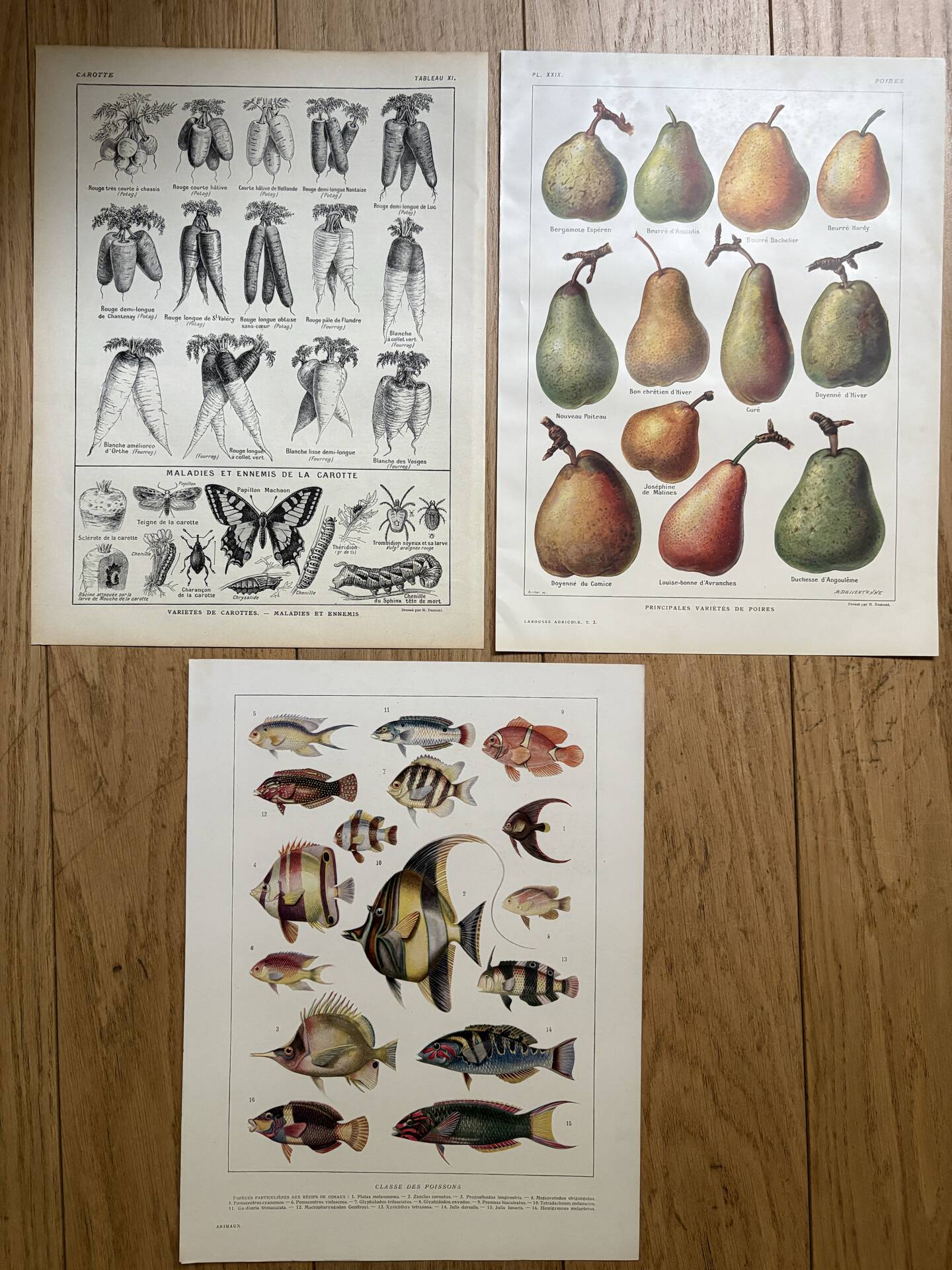 Set of 3 illustrated boards Xx - Reserved