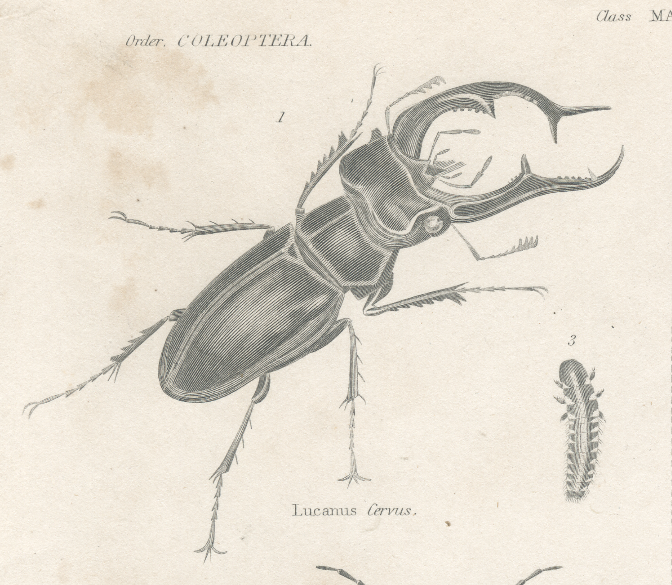 Antique engraving on entomology, XIXe