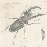 Antique engraving on entomology, XIXe