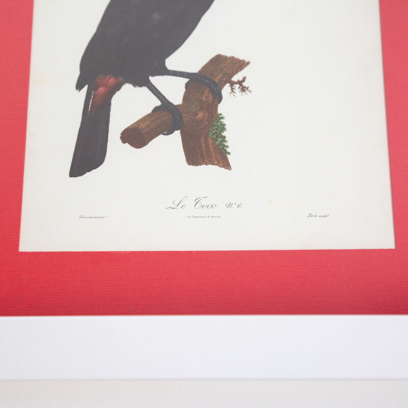 Engraving le Toco number 6 Jacques Barraband