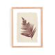 Collection of 4 herbarium paper paintings signed Eawy.