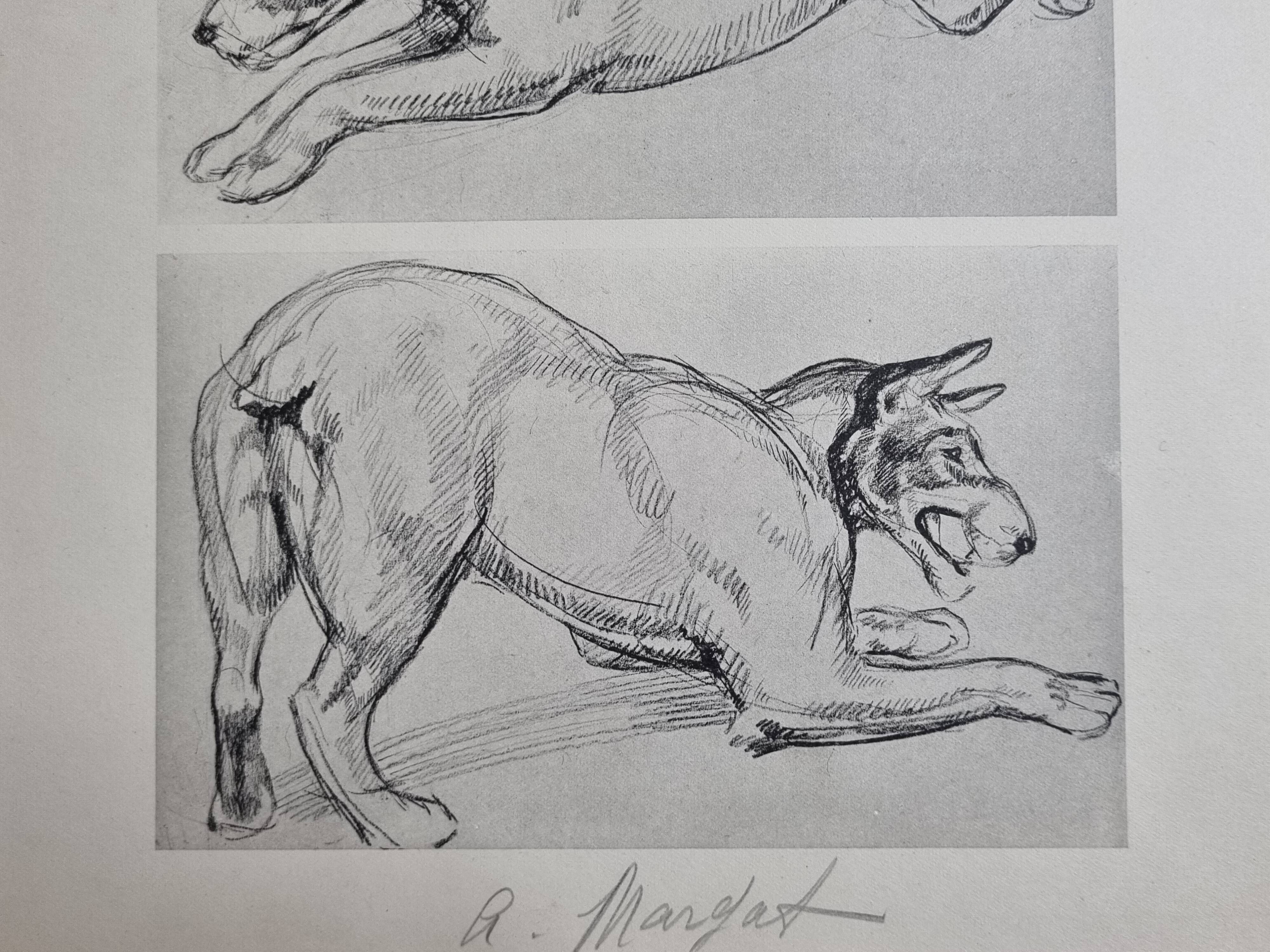 Illustrated plate, Studies of Terrier dogs, signed André Margat, 1930