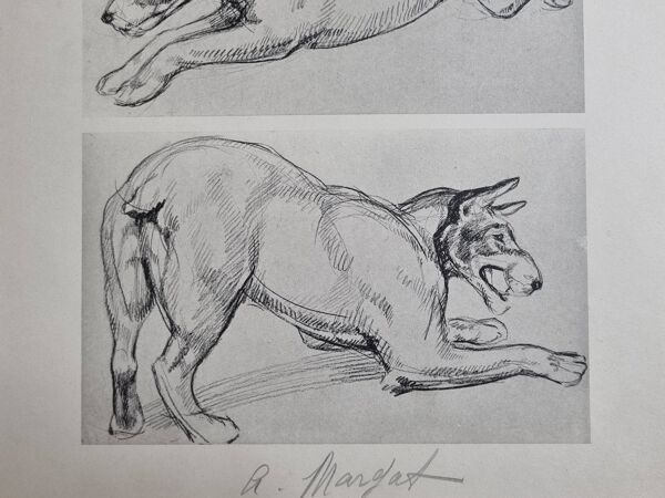 Planche illustrée, Études de chien Terrier, signée André Margat, 1930