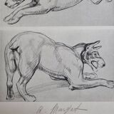 Illustrated plate, Studies of Terrier dogs, signed André Margat, 1930