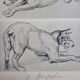 Illustrated plate, Studies of Terrier dogs, signed André Margat, 1930