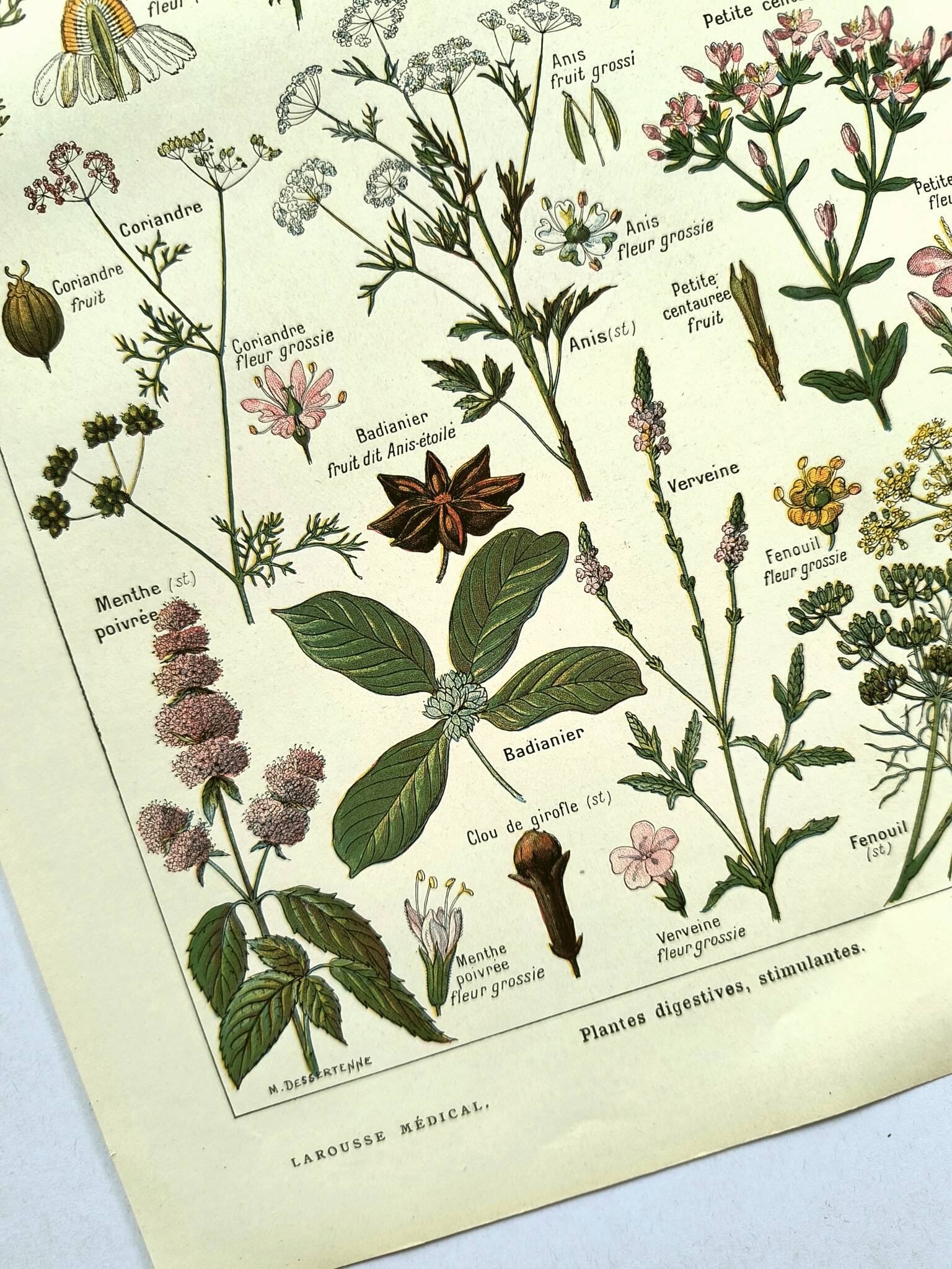 Vintage engraving from 1925 • Digestive plants Old botanical illustration