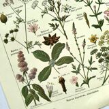 Vintage engraving from 1925 • Digestive plants Old botanical illustration