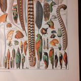 Lithographie sur les plumes de 1922
